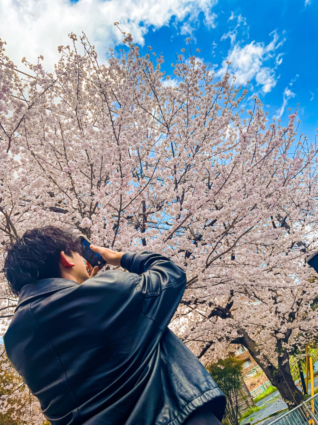 【千里山の桜穴場】人混みゼロ。静かで桜に包まれる、秘密の公園。